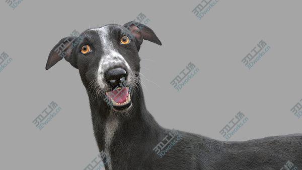images/goods_img/20210312/3D Greyhound (3) (Fur) (Rigged)/3.jpg
